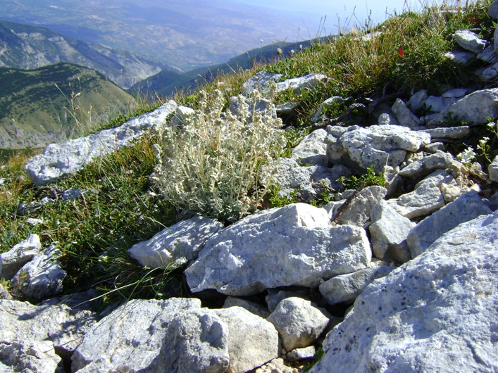 Artemisia umbelliformis ssp. eriantha / Genep appenninico